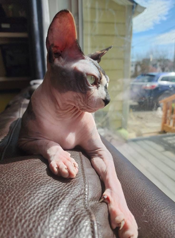 Queen Cookie