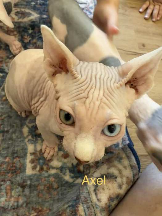 Axel - male Sphynx kitten available at Ball Family Farm