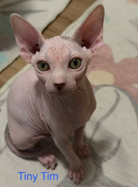 Tiny Tim - male Sphynx kitten available at Ball Family Farm