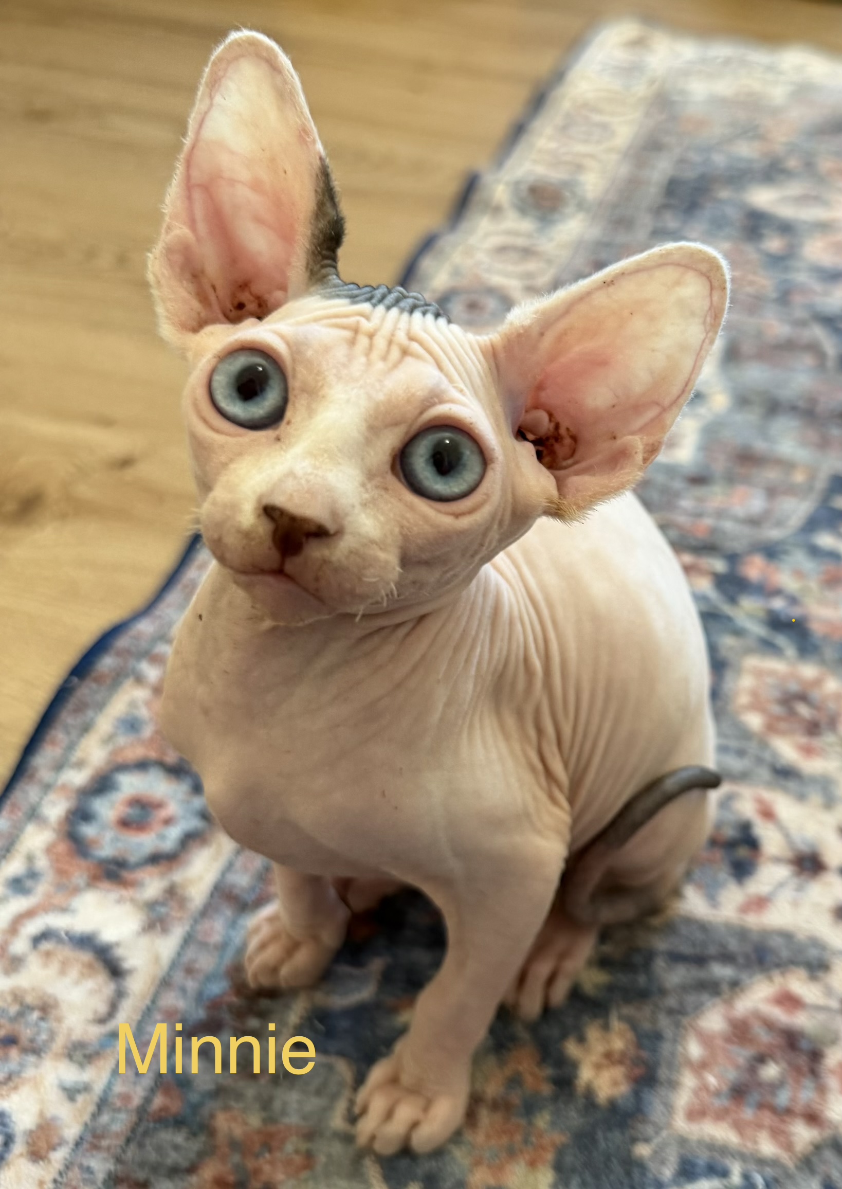 Minnie - female Sphynx kitten available at Ball Family Farm